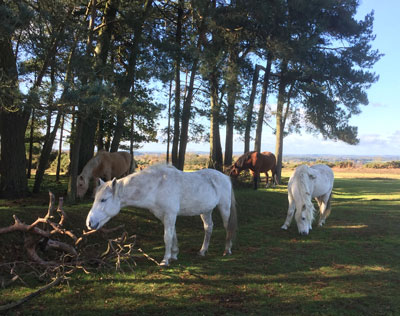 New Forest Ponies in woods