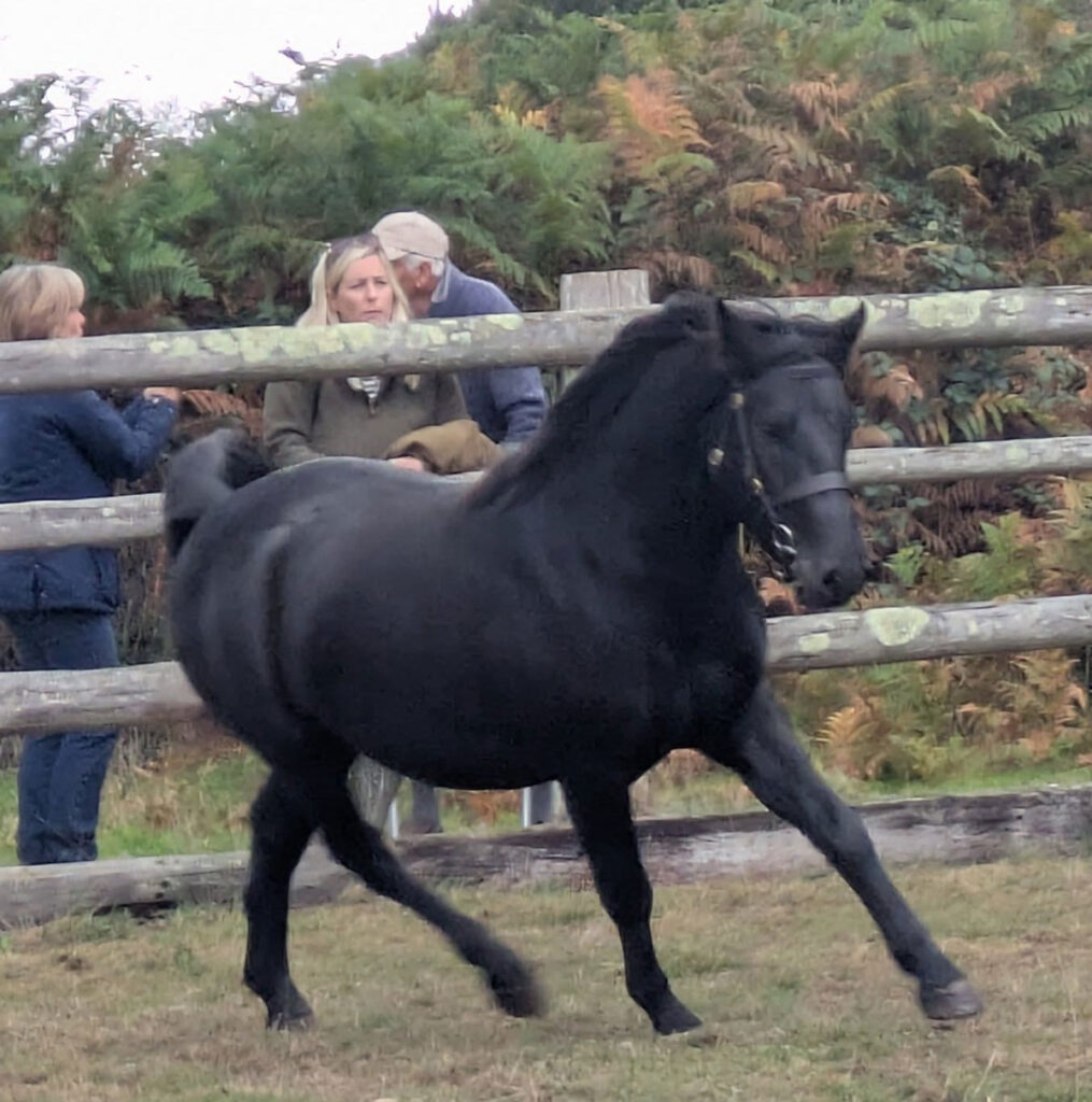 Ramnor Astronomer - New Forest Pony